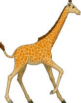 Go to Giraffes