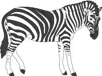 Go to Zebras